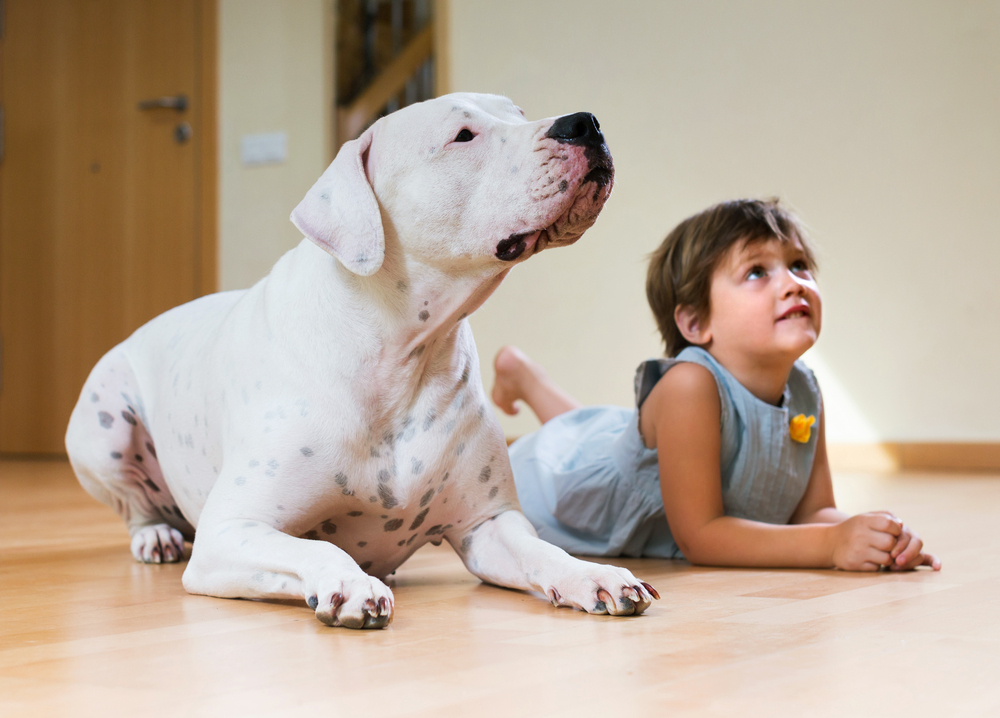 The Best Pet-Proof Flooring for Busy Families